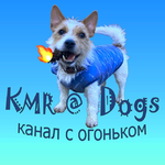 Канал KMR@Dogs